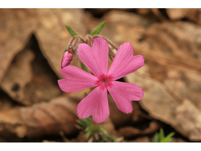 Phlox nivalis (Trailing phlox) #47180