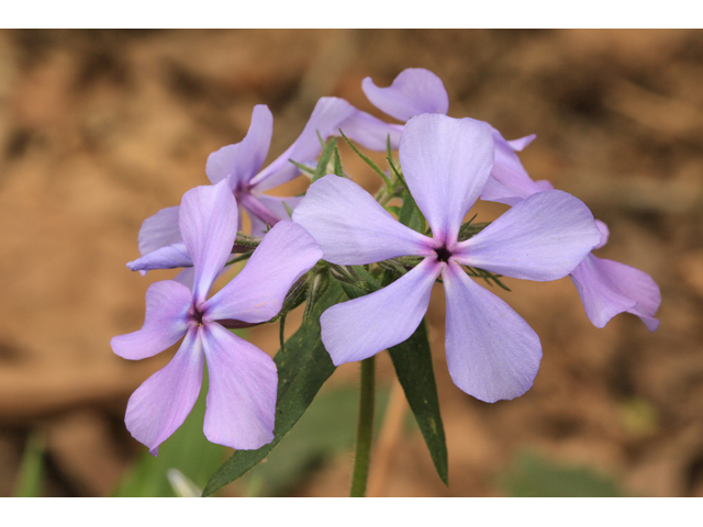 Phlox divaricata (Wild blue phlox) #47196