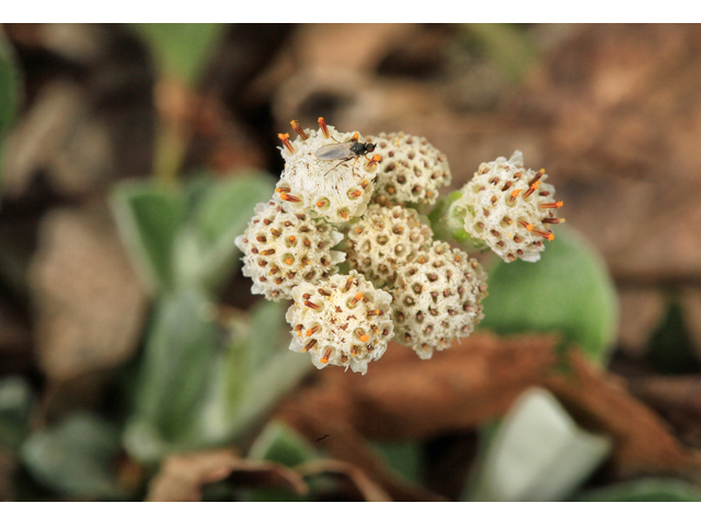 Antennaria plantaginifolia (Woman's tobacco) #47205