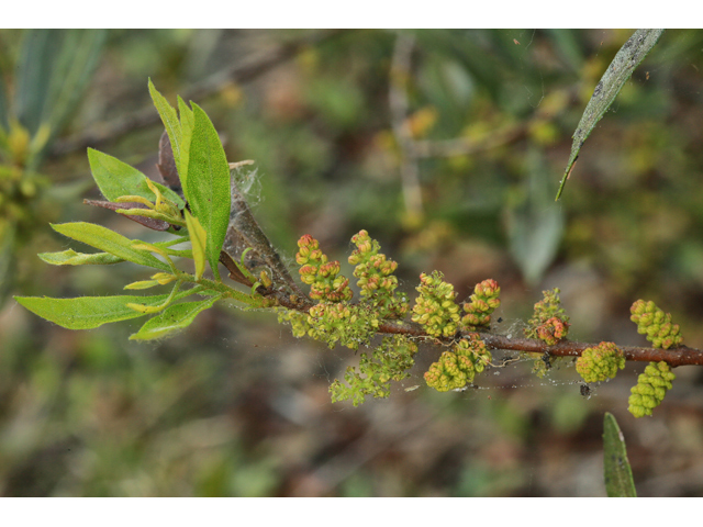 Morella cerifera (Wax myrtle ) #47206