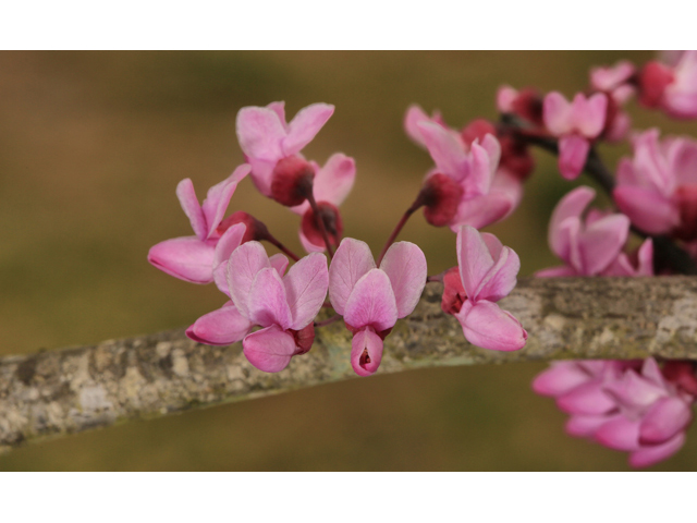 Cercis canadensis (Eastern redbud) #47207