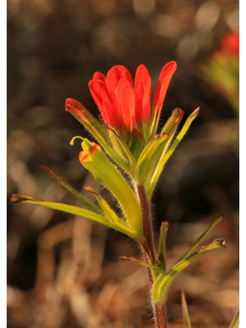 Castilleja coccinea (Scarlet paintbrush) #47230