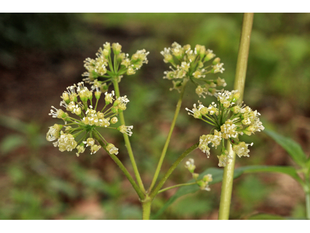 Aralia nudicaulis (Wild sarsaparilla) #47247