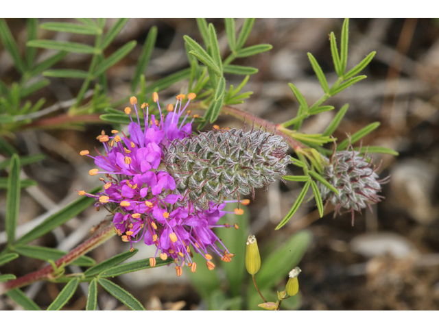 Dalea gattingeri (Purpletassels) #47316