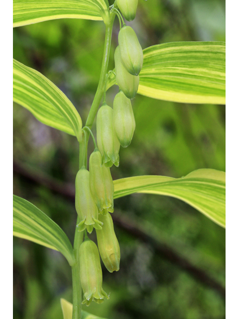 Polygonatum biflorum (Smooth solomon's seal) #47324