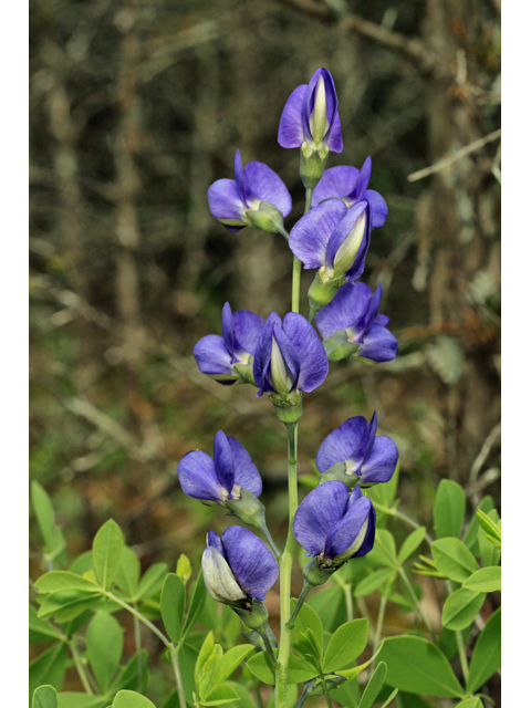 Baptisia australis var. australis (Blue wild indigo) #47329