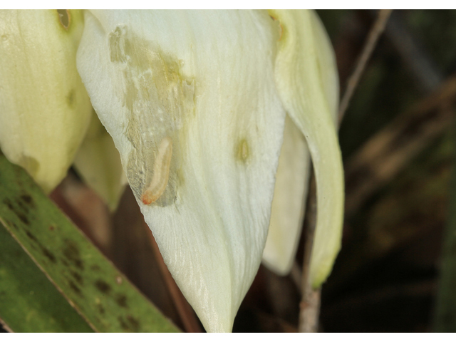 Yucca filamentosa (Adam's needle) #47339