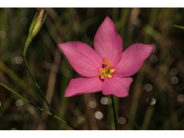 Sabatia grandiflora (Largeflower rose gentian) #47345