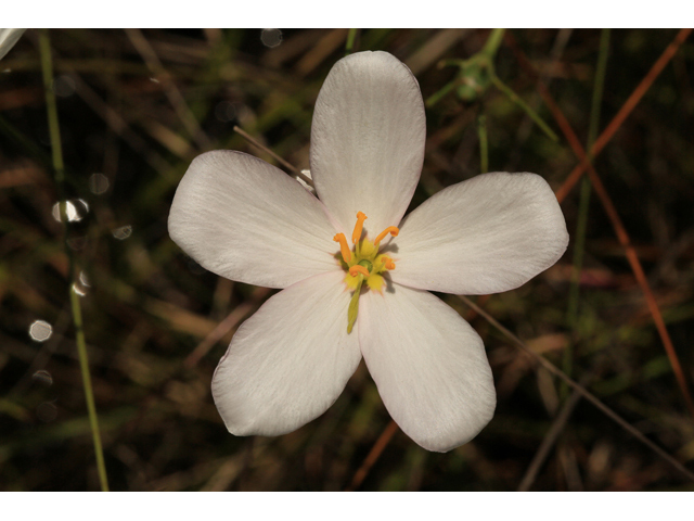 Sabatia grandiflora (Largeflower rose gentian) #47347