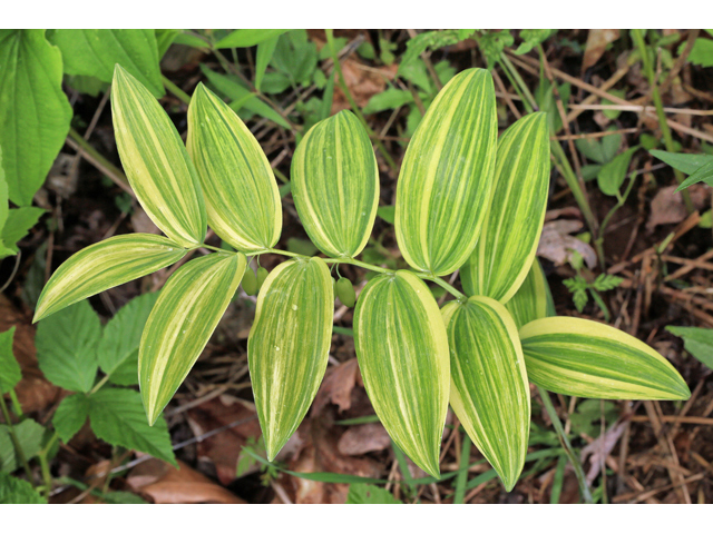 Polygonatum biflorum (Smooth solomon's seal) #47349