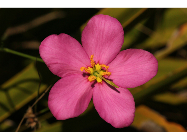 Sabatia grandiflora (Largeflower rose gentian) #47370