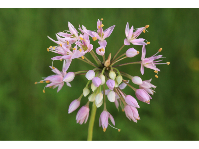 Allium cernuum (Nodding onion) #48044