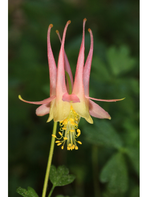 Aquilegia flavescens var. rubicunda (Link trail columbine) #48052