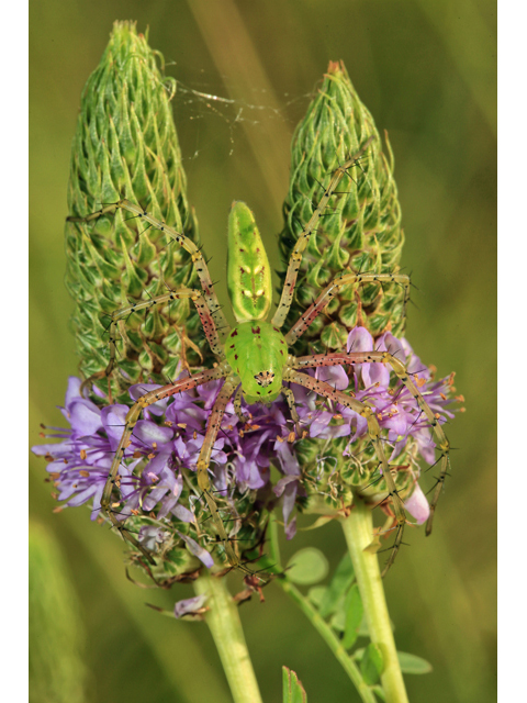 Dalea foliosa (Leafy prairie clover) #48067