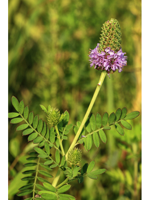 Dalea foliosa (Leafy prairie clover) #48068