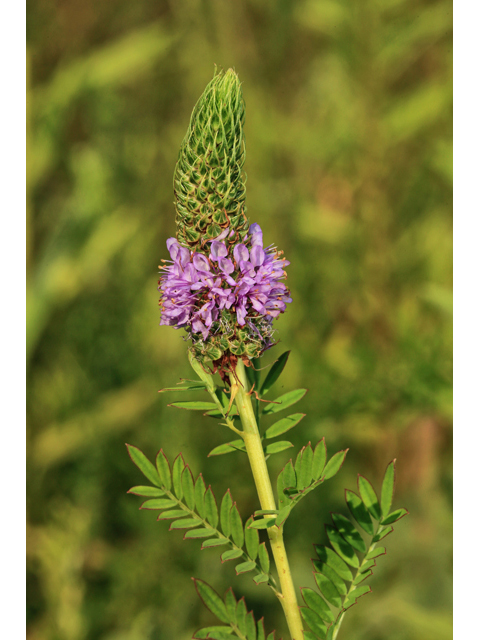 Dalea foliosa (Leafy prairie clover) #48071