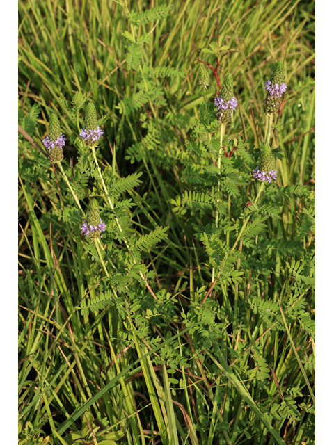 Dalea foliosa (Leafy prairie clover) #48072