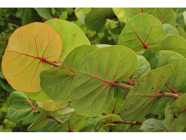 Coccoloba uvifera (Seagrape) #48082