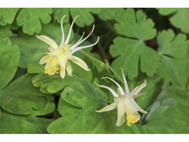 Aquilegia micrantha (Mancos columbine) #48121