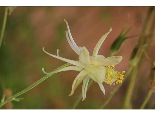 Aquilegia micrantha (Mancos columbine) #48124