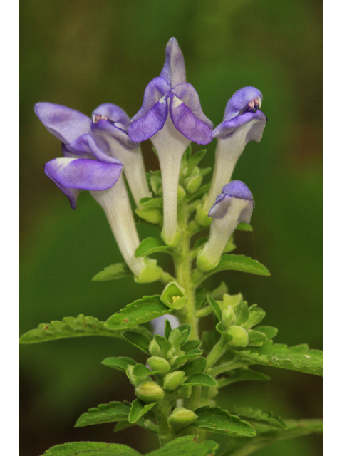 Scutellaria ocmulgee (Ocmulgee skullcap) #48140