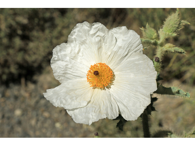 Argemone munita (Flatbud pricklypoppy) #48149