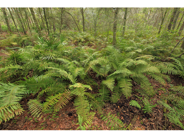 Osmunda cinnamomea (Cinnamon fern) #48154