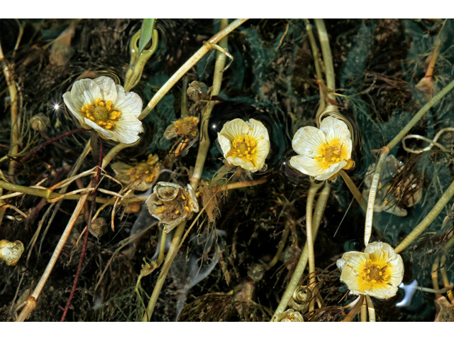 Ranunculus aquatilis (White water crowfoot) #48178