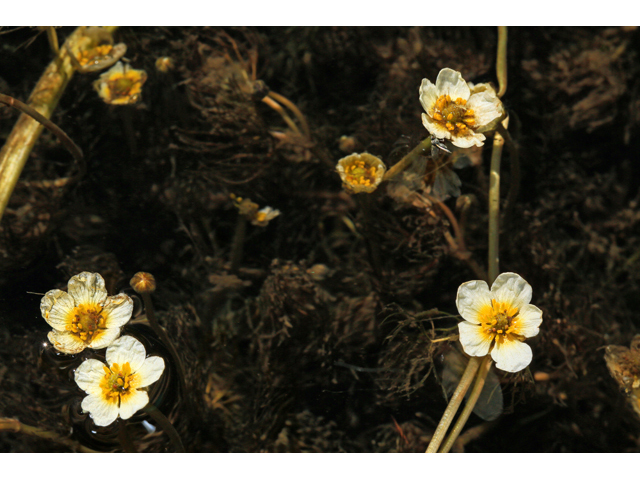 Ranunculus aquatilis (White water crowfoot) #48179