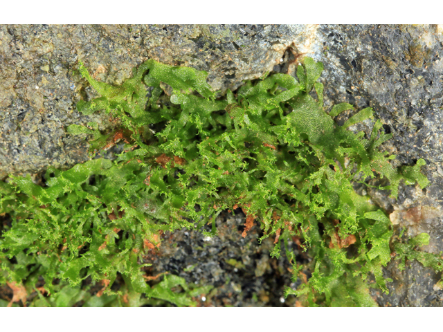 Hymenophyllum tayloriae (Taylor's filmy fern) #48210