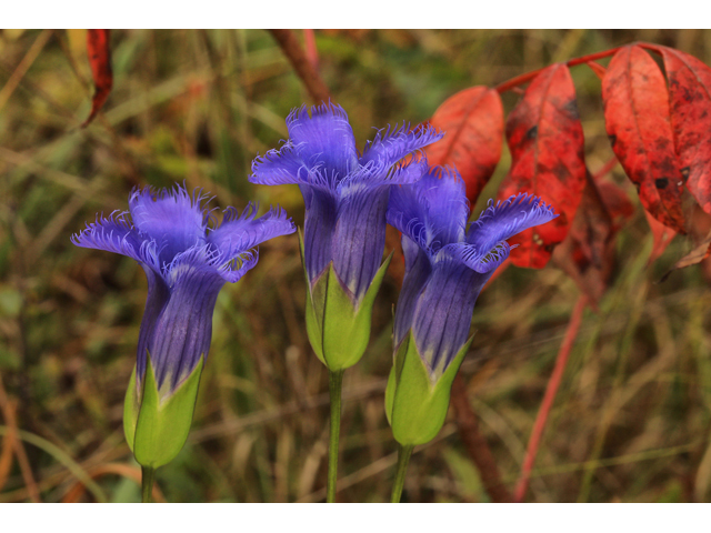 Gentianopsis crinita (Greater fringed gentian) #48214