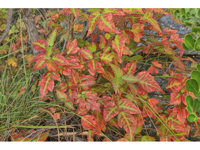 Toxicodendron radicans (Eastern poison ivy) #48245