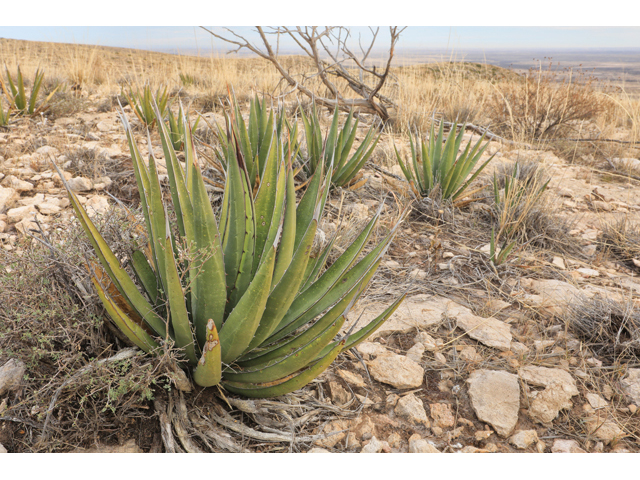 Agave lechuguilla (Lechuguilla) #48269