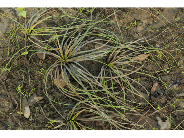 Isoetes georgiana (Georgia quillwort) #48310