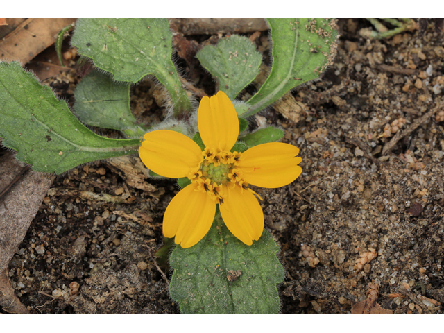 Chrysogonum virginianum (Green and gold) #48324