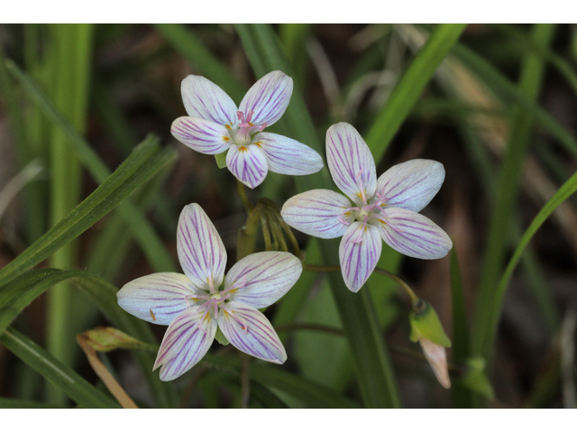 Claytonia virginica (Virginia springbeauty) #48329