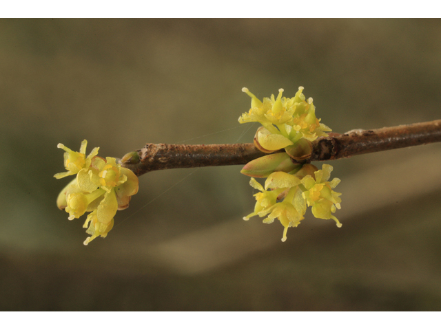 Lindera benzoin (Northern spicebush) #50155