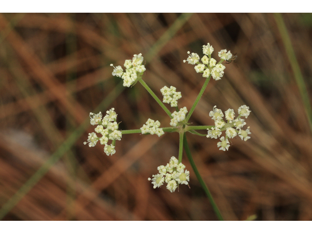 Angelica dentata (Coastal plain angelica) #50239