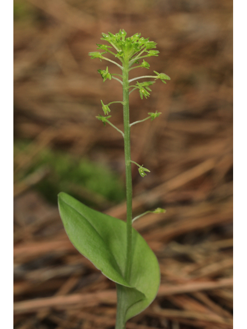 Malaxis unifolia (Green adder's-mouth orchid) #50253