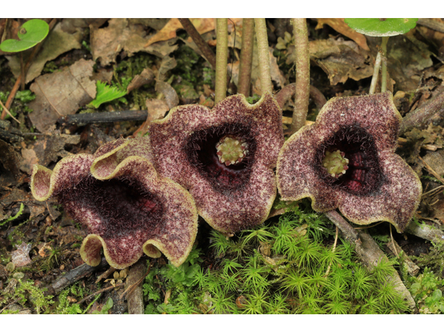 Hexastylis shuttleworthii (Largeflower heartleaf) #50256