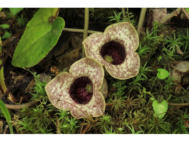 Hexastylis shuttleworthii (Largeflower heartleaf) #50259