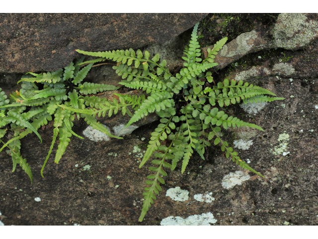 Asplenium gravesii (Graves spleenwort) #50295