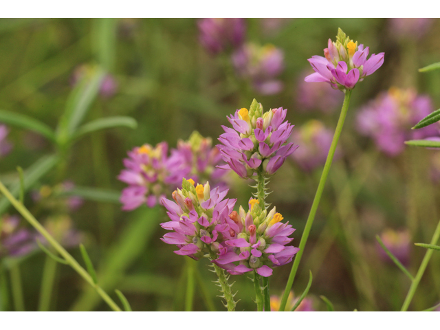 Polygala curtissii (Curtiss' milkwort) #50315