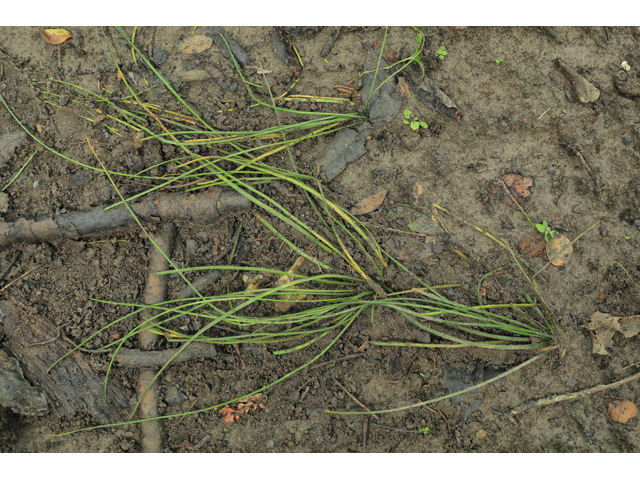 Isoetes boomii (Boom's quillwort) #50324