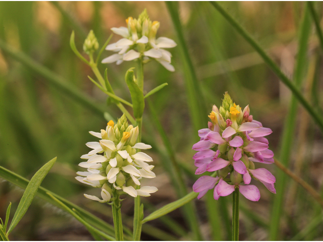 Polygala curtissii (Curtiss' milkwort) #50331