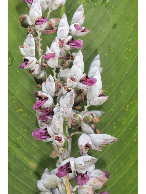 Thalia dealbata (Powdery alligator-flag) #50337