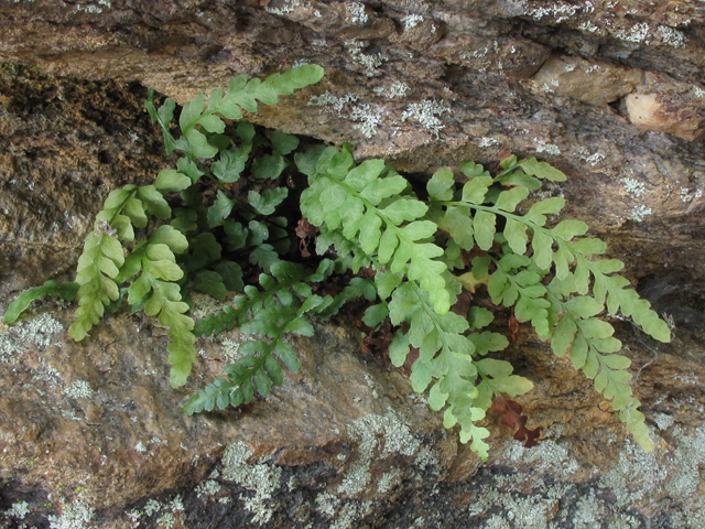 Asplenium bradleyi (Bradley's spleenwort) #50384