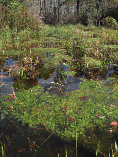 Myriophyllum laxum (Loose watermilfoil) #50394