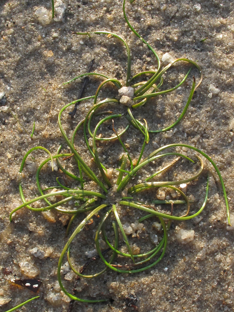 Isoetes piedmontana (Piedmont quillwort) #50418