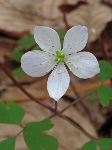 Enemion biternatum (Eastern false rue anemone) #50419